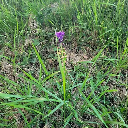 La Gurlanne Bed & Breakfast